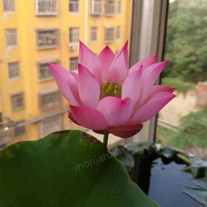 🎁50% Discount🌺Sacred Lotus Flower for Bonsai