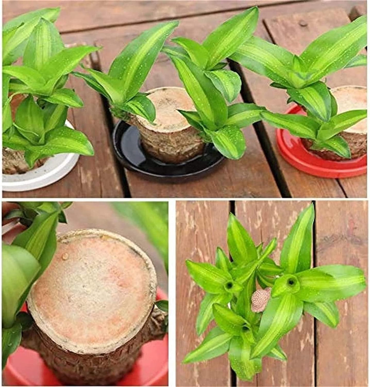 🎁Lucky Plant🪴Brazilian Wood🔥Top Bonsai Seller of 2026