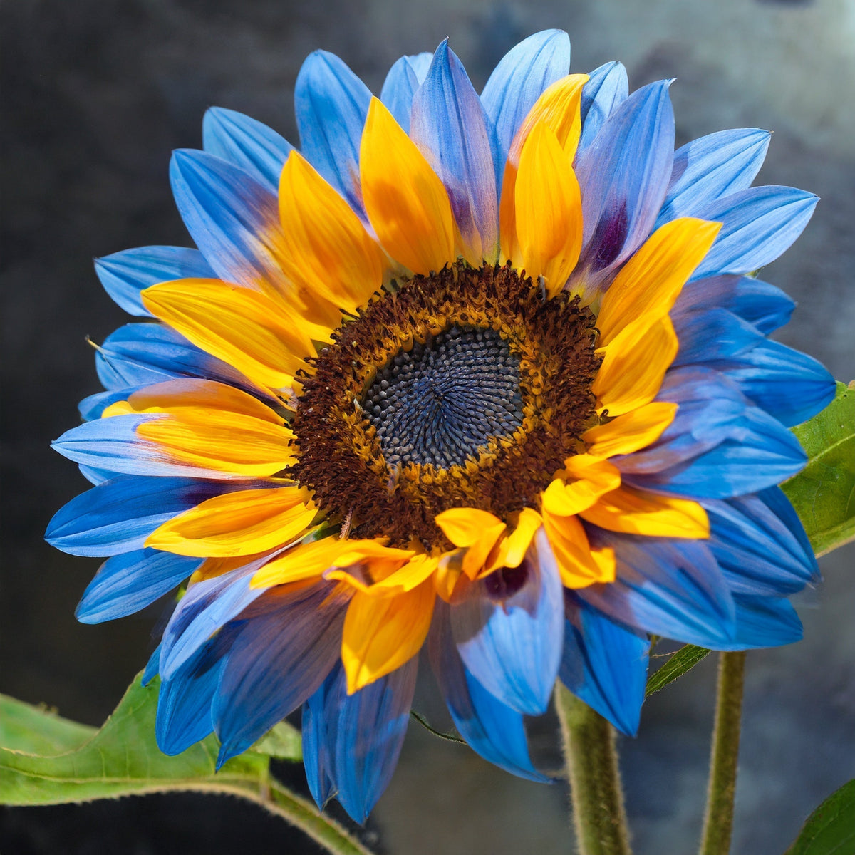 Sunflower Seeds – Midnight Blaze
