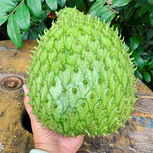 🏆Flash Sale⚡Almost Gone-💥🌸 Organic Soursop (Graviola) – Non-GMO Heirloom Tropical Fruit Variety