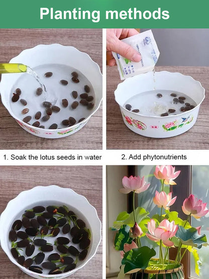 【Blooms Even at -20℃】🪷 Winter Ornamental Hydroponic Lotus Seeds – Up to 99% Survival Rate!