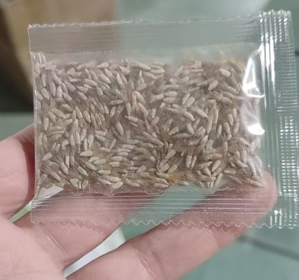 🌱Premium Cornflower Seeds – The "Unstoppable" Wildflower That Thrives Everywhere