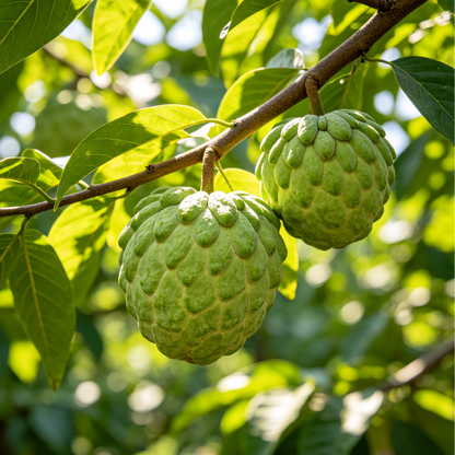 🔥195K+ SOLD! 🍈 Heirloom Sugar Apple Live Seeds – Grow Sweet Tropical Custard Fruit in Your Home