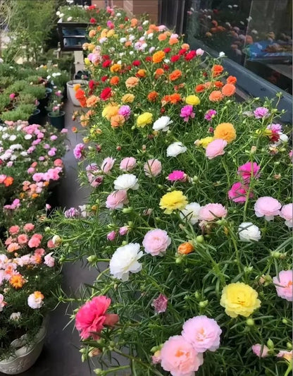🌸 Double Flowered Moss Rose Seeds – 🌿Perennial Flower Seeds / Large Blooms / Easy to Grow