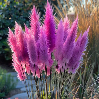🔥Garden Essentials🌾Ornamental Pampas Grass Perennial Seeds🌱