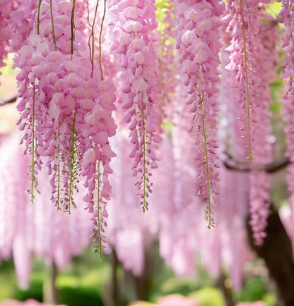🔥LAST DAY 75% Off🌺Wisteria Flower Seeds – The Queen of Flowers