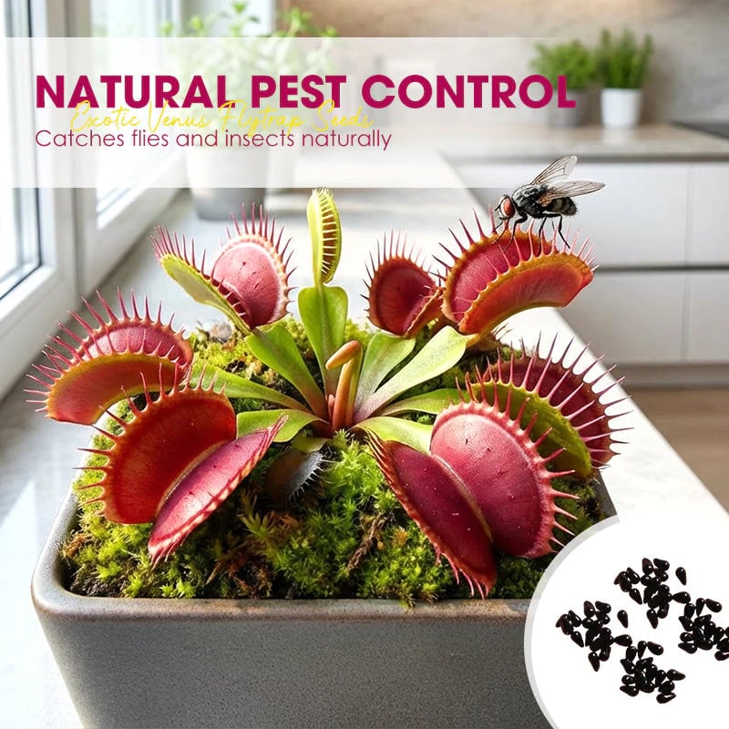 🌱[Amazing Venus Flytrap Seeds]—Grow Your Own Mini Carnivorous Plant!😱🌿