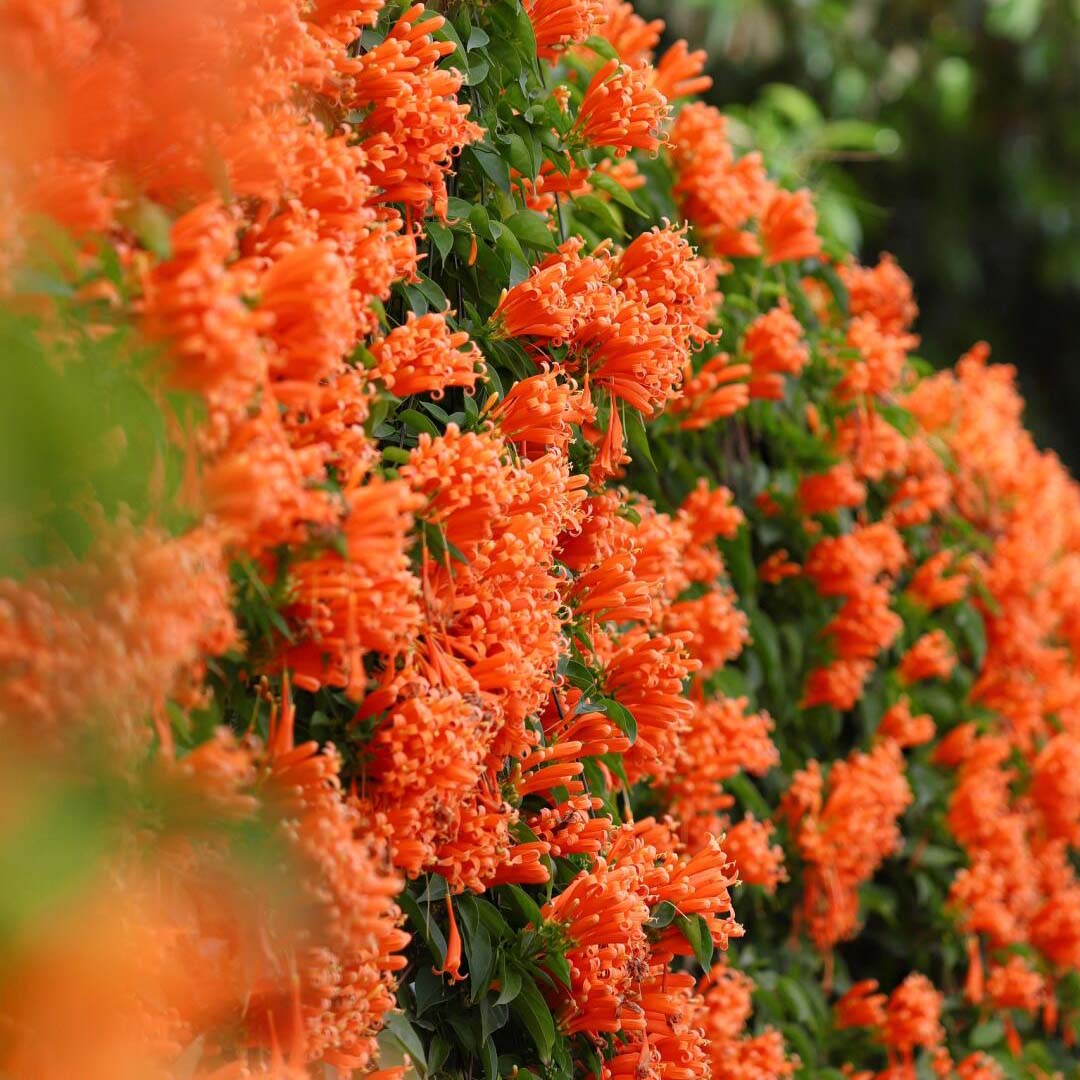 🔥🐦"Hummingbird Carpet"🌸Epilobium garrettii – Rainbow Color Burst 🌈