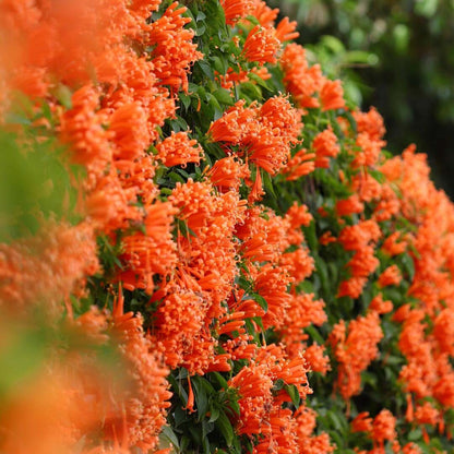 🔥🐦"Hummingbird Carpet"🌸Epilobium garrettii – Rainbow Color Burst 🌈