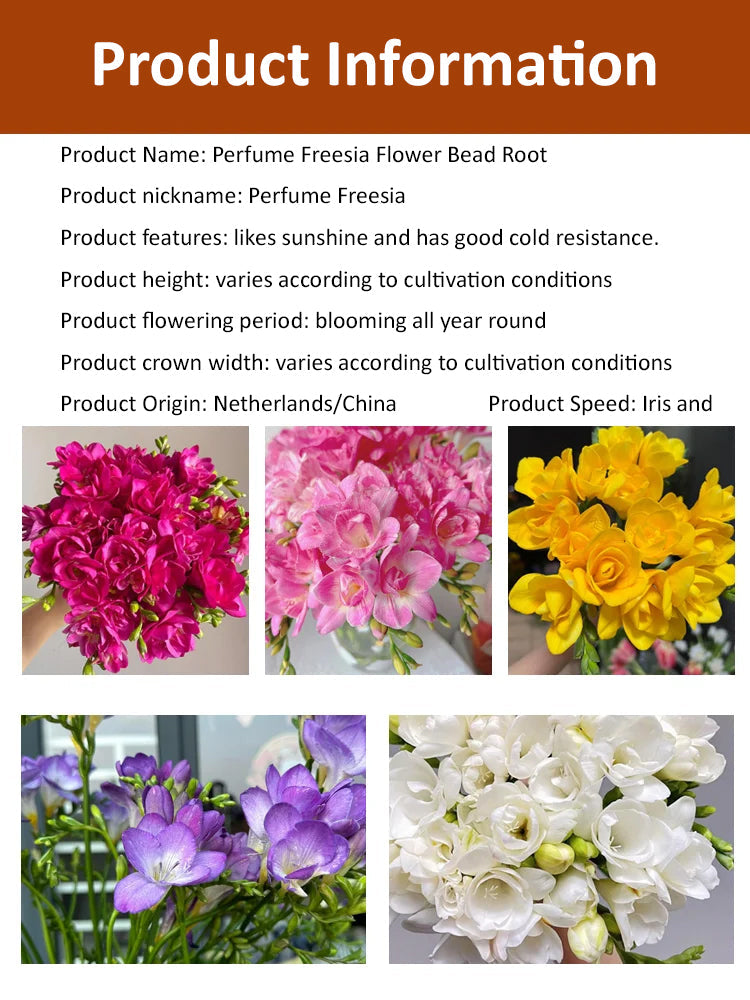 【Four-Season Blooming】Perfume Snow Orchid Seeds
