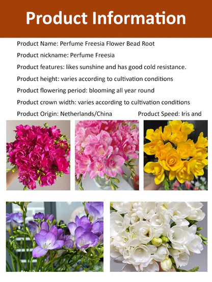 【Four-Season Blooming】Perfume Snow Orchid Seeds