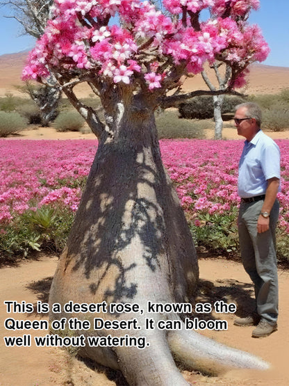 【Blooms in 25 Days】Sun-Resistant, Heat-Resistant, Drought-Tolerant Desert Rose Bulbs 🔥Survives Without Regular Watering