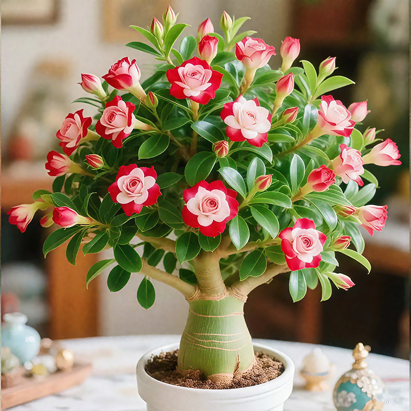 🌺Desert Rose Bulbs🌵