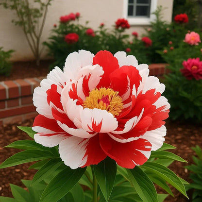 Rare Double Peonies – Big, Beautiful Blooms