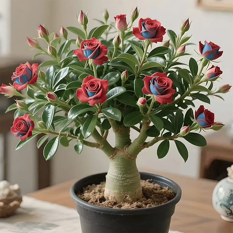 🌺Desert Rose Bulbs🌵