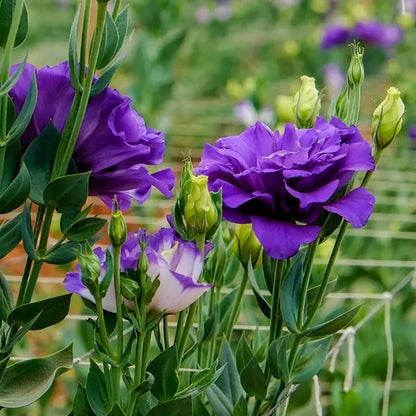 🌼Lisianthus Seeds – Perennial & Long-Flowering