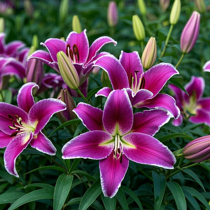 🌺Fresh Sweet Perfume Lily Bulbs