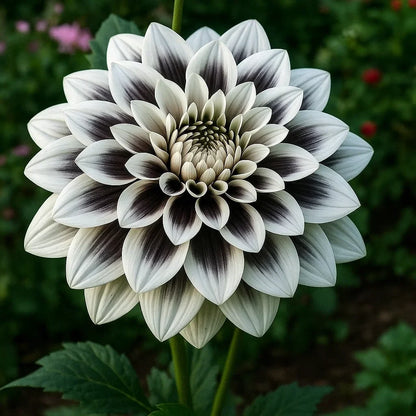 Rare Double Dahlias – Bold Blooms for Extraordinary Gardens