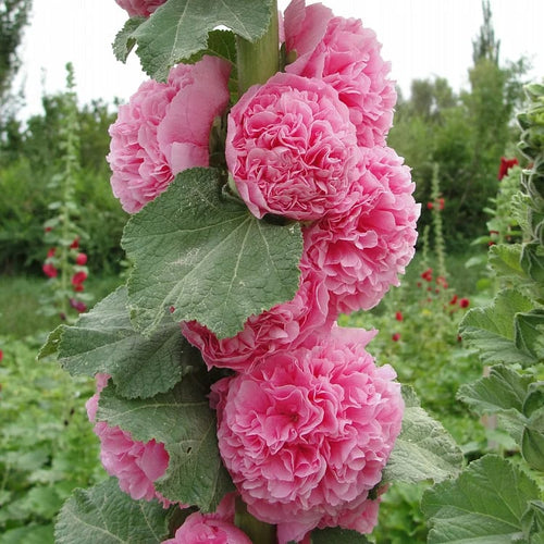 🌺Double Hollyhock Seeds – Fall & Winter Sowing, Perennial Flowers & Stunning Garden Elegance🍂