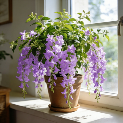 🌿Weeping Jasmine Seeds💮Gentle Aroma for Peaceful Dreams