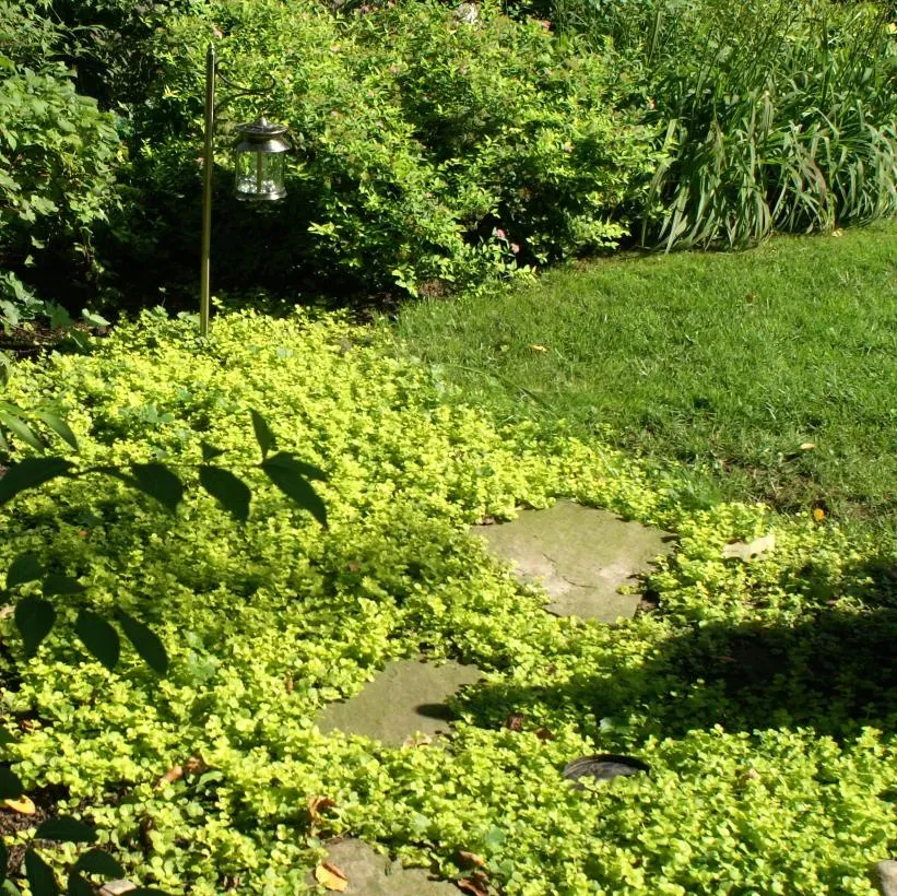 🌈Golden Leaf Sedge – Wonderful Yellow-Green Ground Cover Plant✨