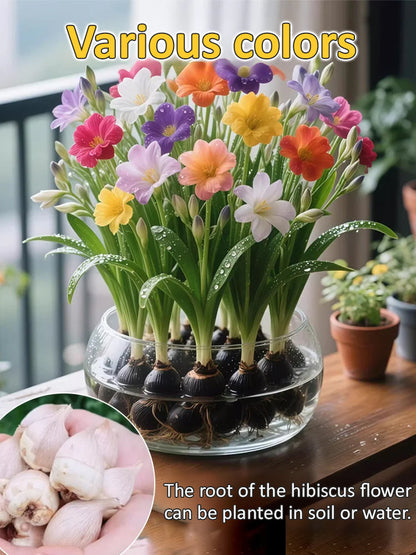 【Four-Season Blooming】Perfume Snow Orchid Seeds