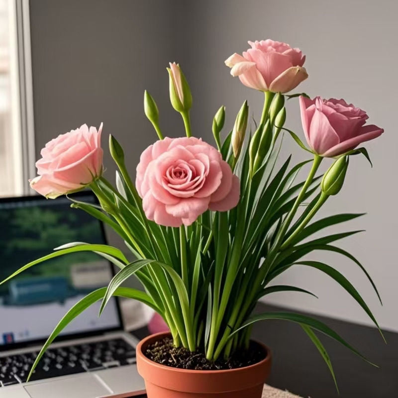 🌹Rose Bulbs for Pots