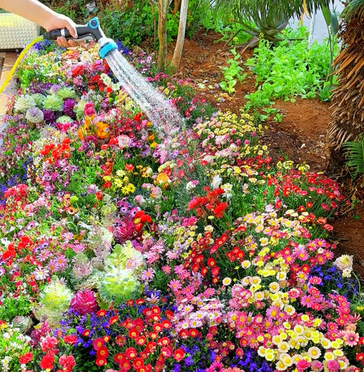 💝Mixed Perennial Flower Seeds – 30 to 60 Varieties
