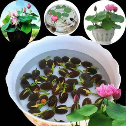 🎁50% Discount🌺Sacred Lotus Flower for Bonsai