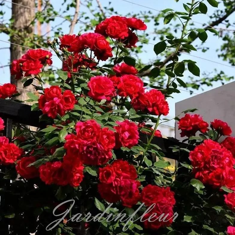 Rose Seeds for Climbing