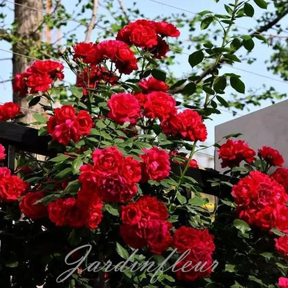 Rose Seeds for Climbing