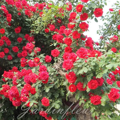 Rose Seeds for Climbing