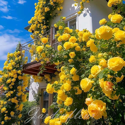Rose Seeds for Climbing