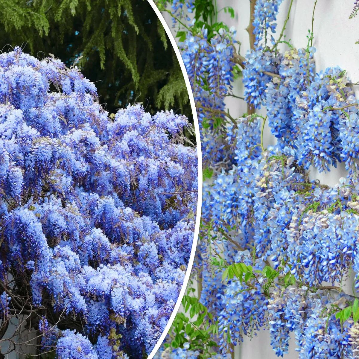 🔥LAST DAY 75% Off🌺Wisteria Flower Seeds – The Queen of Flowers