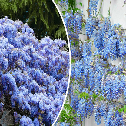 🔥LAST DAY 75% Off🌺Wisteria Flower Seeds – The Queen of Flowers