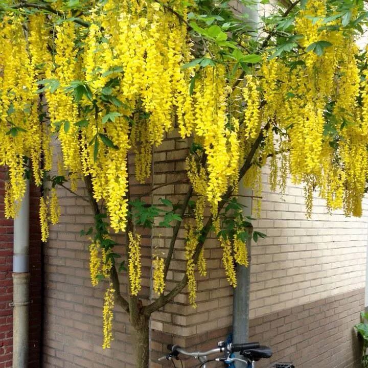 🔥LAST DAY 75% Off🌺Wisteria Flower Seeds – The Queen of Flowers