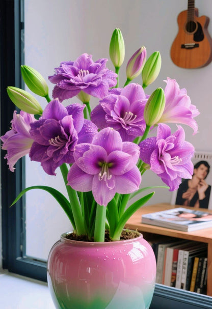 ✨Limited Offer 🌺 Double-Petaled Perfume Amaryllis Bulbs – Giant Blooms, Winter Flower ❄️