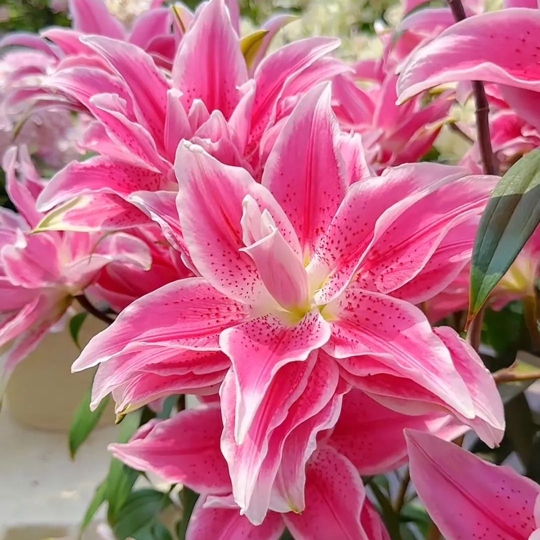 🌺Fresh Sweet Perfume Lily Bulbs