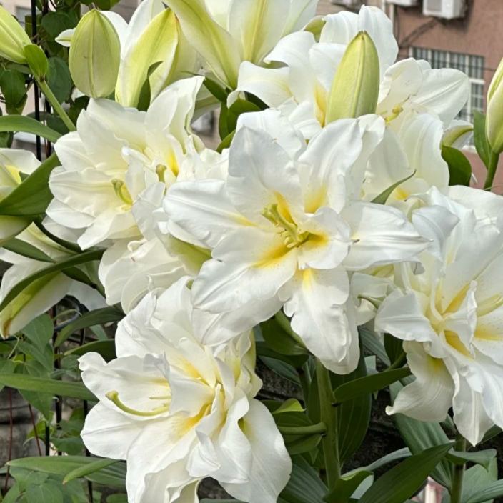 🌺Fresh Sweet Perfume Lily Bulbs
