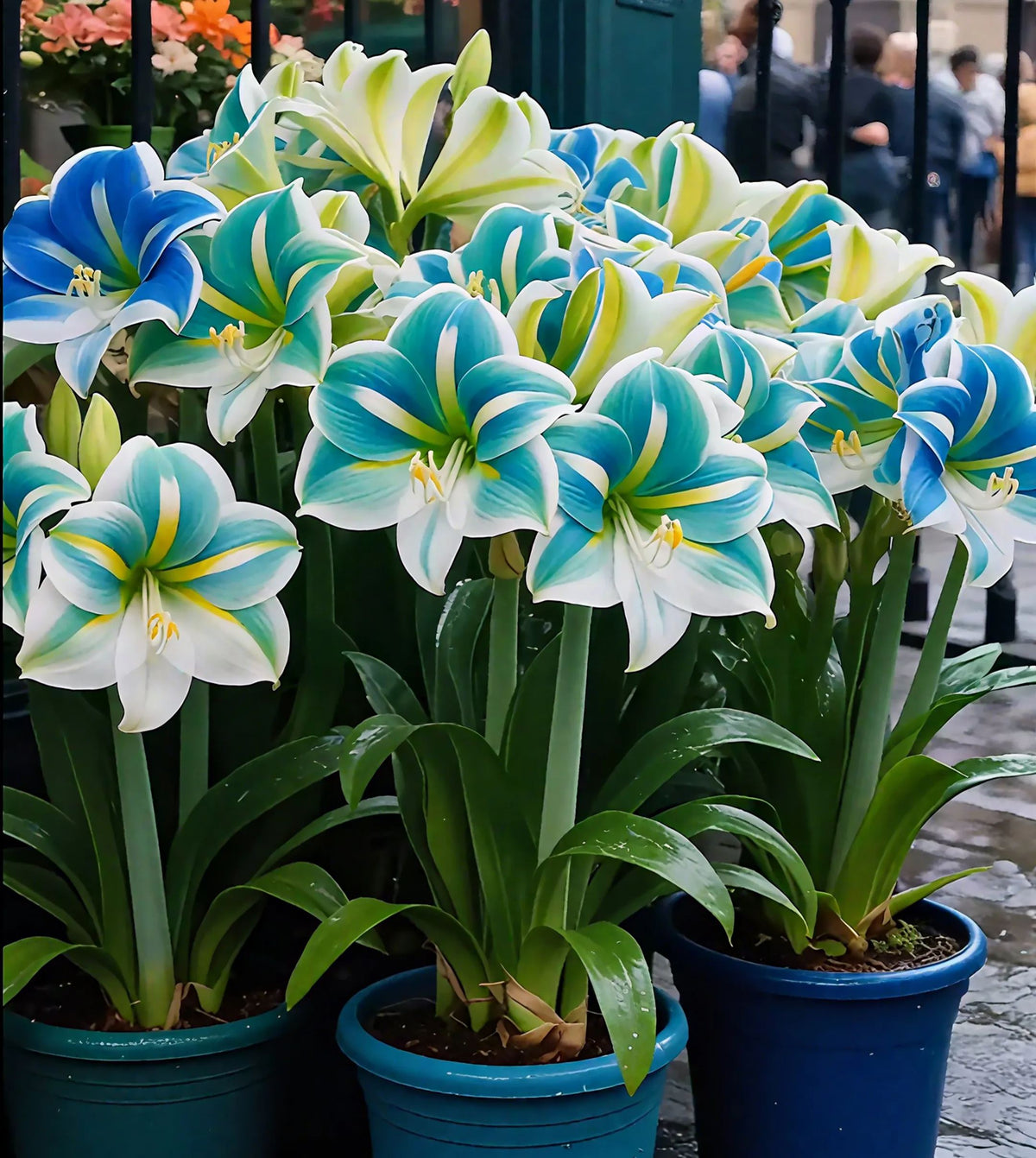 ✨Limited Offer 🌺 Double-Petaled Perfume Amaryllis Bulbs – Giant Blooms, Winter Flower ❄️