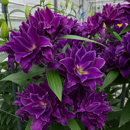 🌺Fresh Sweet Perfume Lily Bulbs