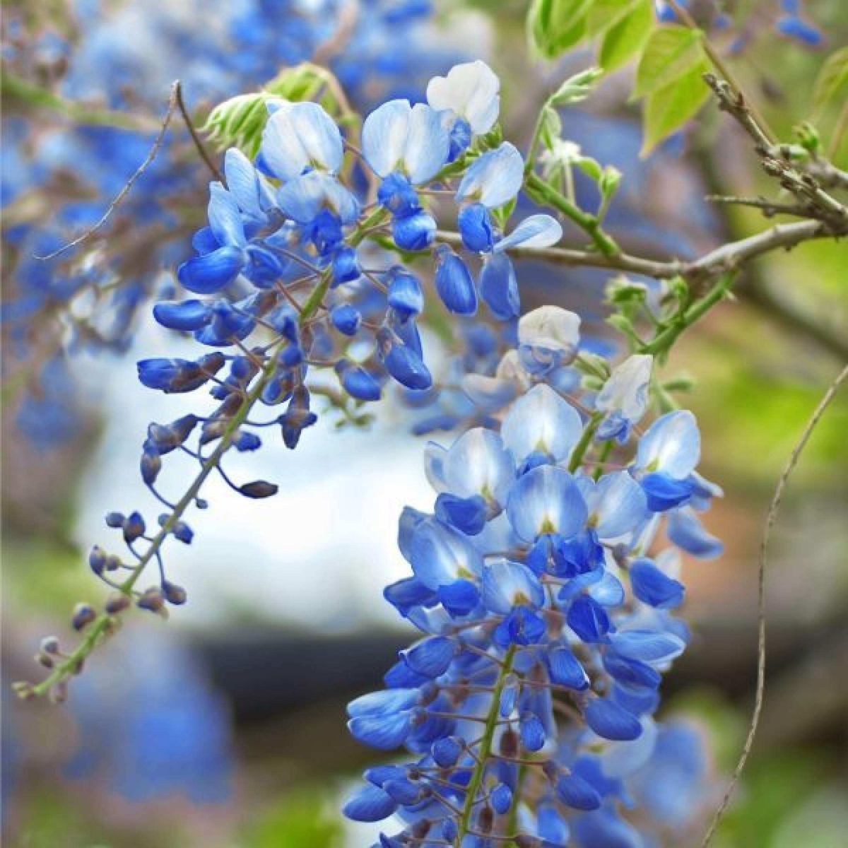 🔥LAST DAY 75% Off🌺Wisteria Flower Seeds – The Queen of Flowers