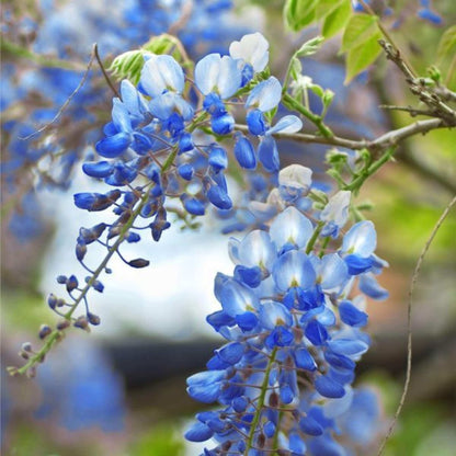 🔥LAST DAY 75% Off🌺Wisteria Flower Seeds – The Queen of Flowers