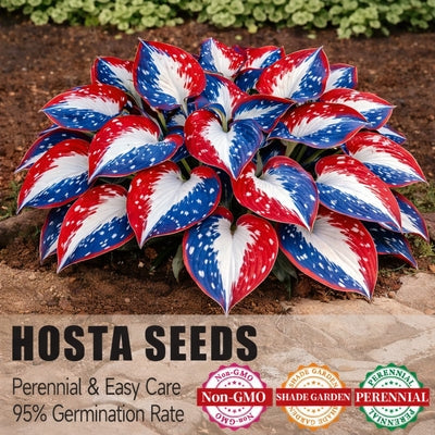 🎉America 250th Anniversary🌱Premium Rare Hosta Seeds🌿Shade-Tolerant Plant