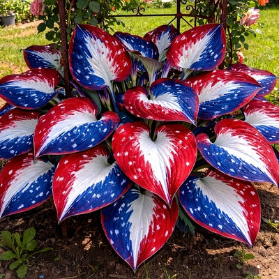 🎉America 250th Anniversary🌱Premium Rare Hosta Seeds🌿Shade-Tolerant Plant