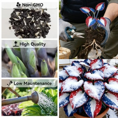 🎉America 250th Anniversary🌱Premium Rare Hosta Seeds🌿Shade-Tolerant Plant