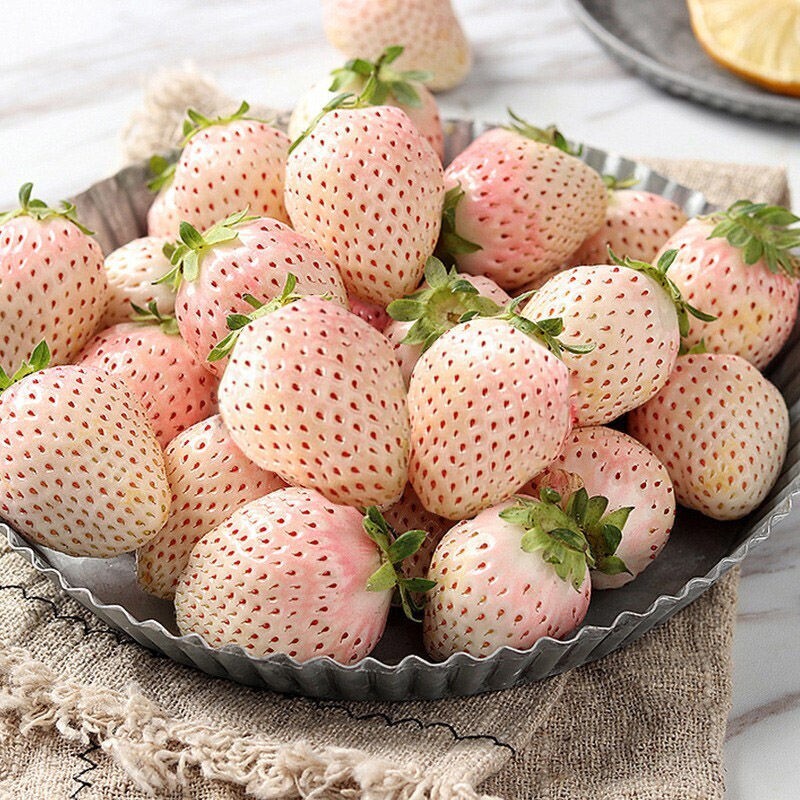 White Cream Strawberry Seeds – Unique, Sweet & Easy to Grow at Home