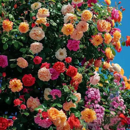 🌹Climbing Rose Vine Seeds – Amazing Growth & Beautiful Roses