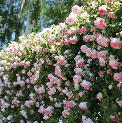 🌹Climbing Rose Vine Seeds – Amazing Growth & Beautiful Roses